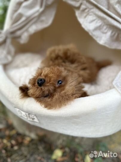 Мальтипу супер микро скор