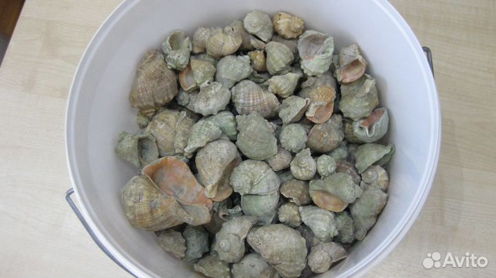 Морские ракушки