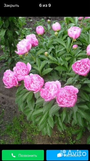 Пионы розовые