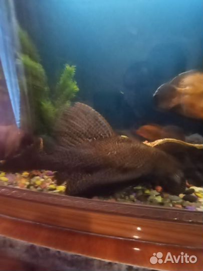 Продам аквариум