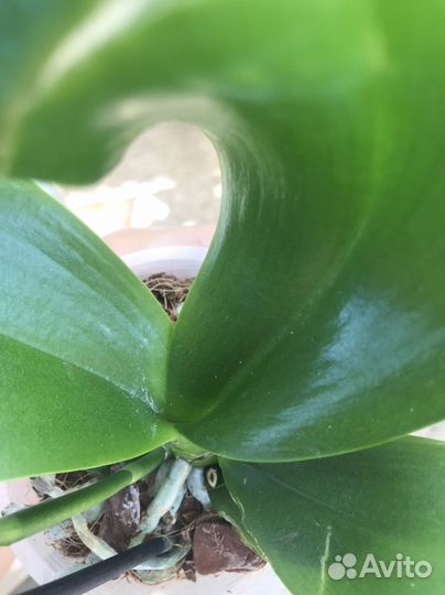 Орхидея фаленопсис бабочка