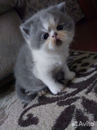 Экзотические котята