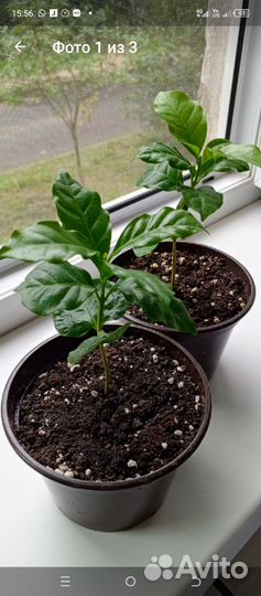 Кофейное дерево (арабика)