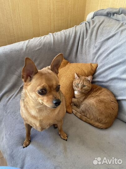 Передержка животных