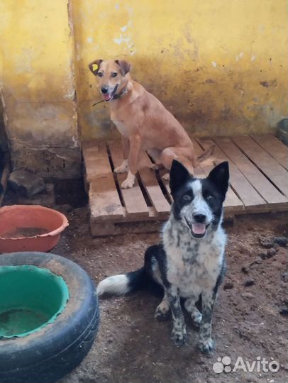 Собака в отлове