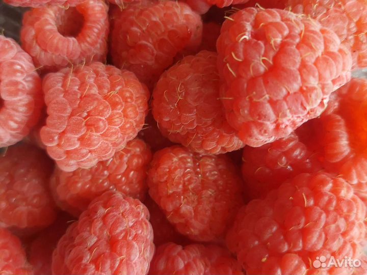 Саженцы малины сорт 