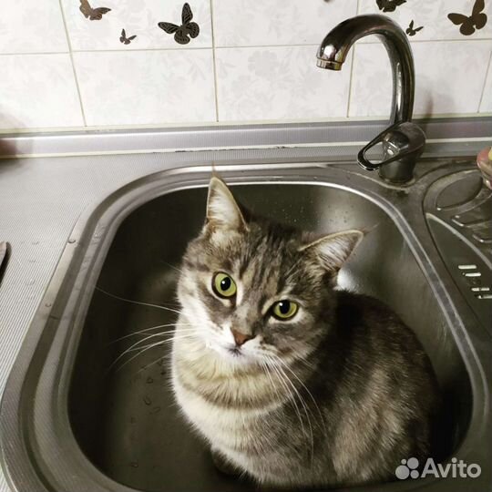 Передержка животных