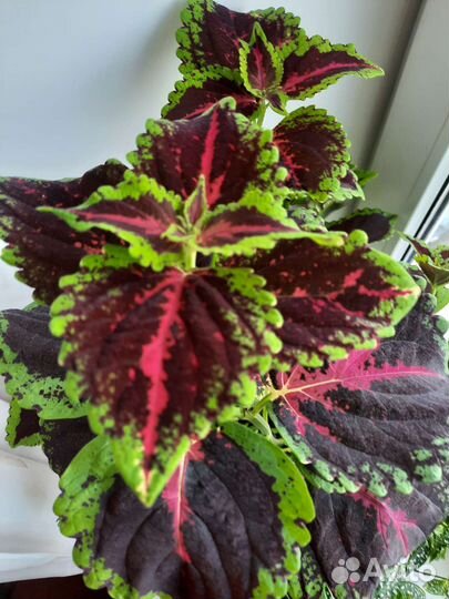 Колеусы большие