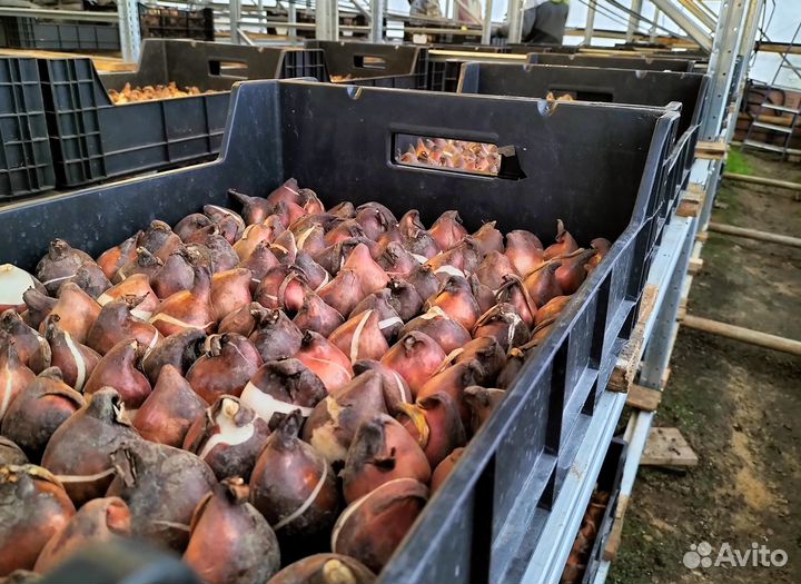 Луковицы тюльпанов оптом