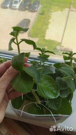 Мята домашняя