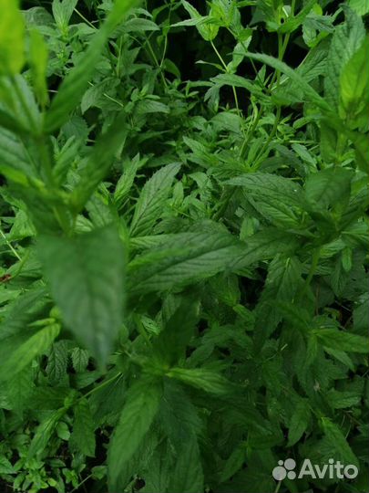 Душистая мята