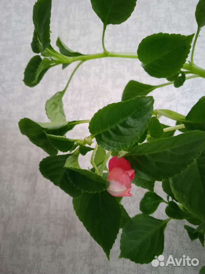 Бальзамин ванька мокрый