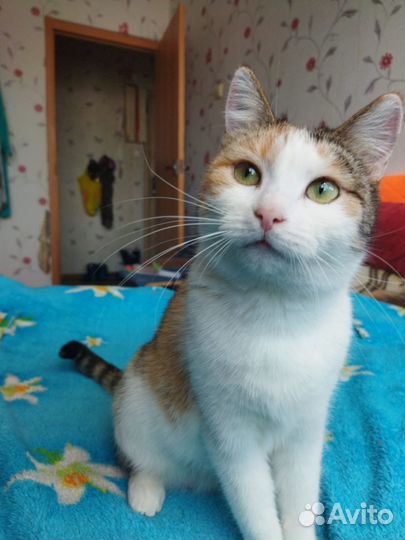 Кошка Муська в хорошие руки