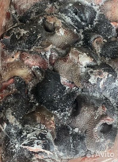 Мясо говядина для собак, носы и губы