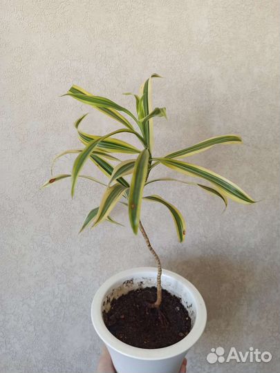 Продам драцену Песня Индии