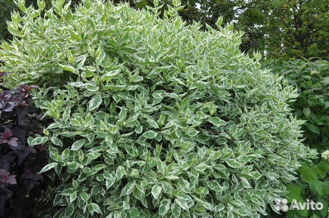 Дёрен пёстролистный, Хоста, Лилейник, Гибискус,Лук