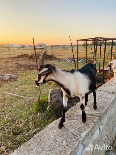 Дойные козы и козлята