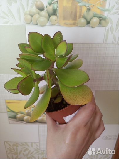 Крассула толстянка