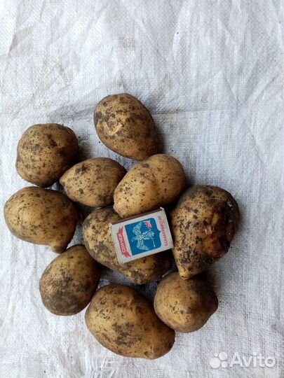 Картофель Гала