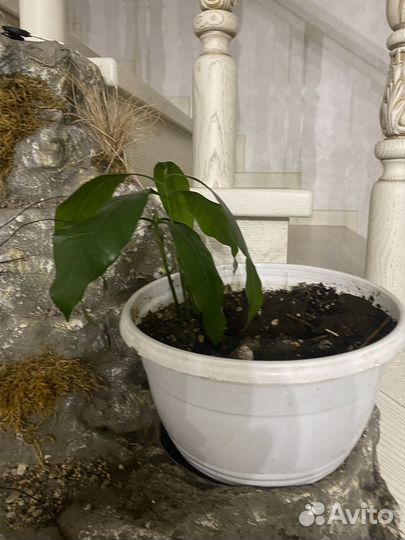 Дерево манго