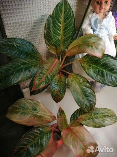 Аглаонема sarre
