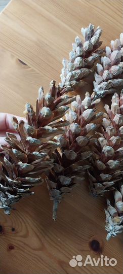 Шишки сосны