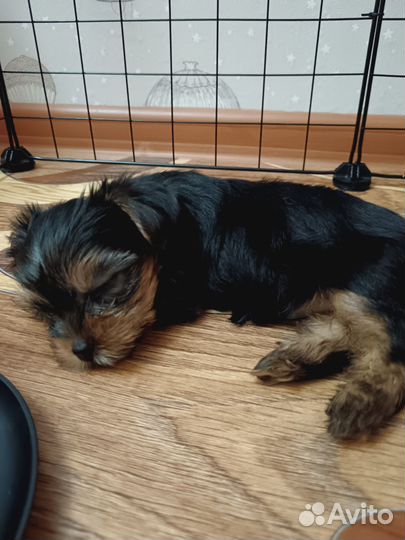 Йоркширский терьер девочка