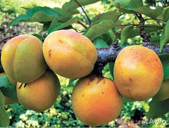 Черенки для прививки