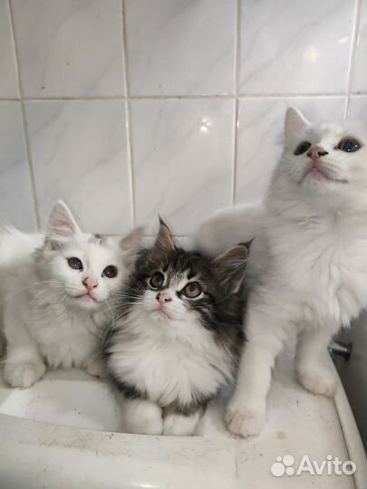 Отдам бесплатно