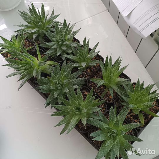 Суккуленты