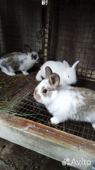 Крольчата