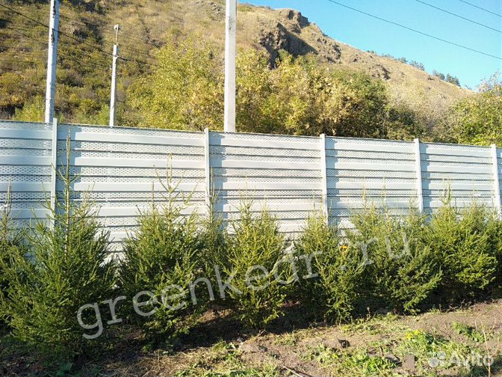 Саженцы Ель Сибирская 130-170см