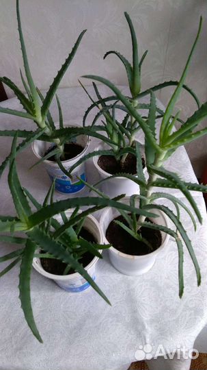 Комнатные цветы алоэ лекарственный