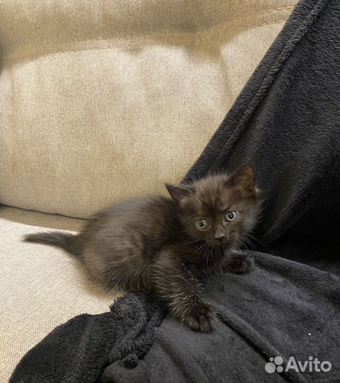 Котенок