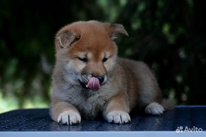 Девочка Сиба-Ину