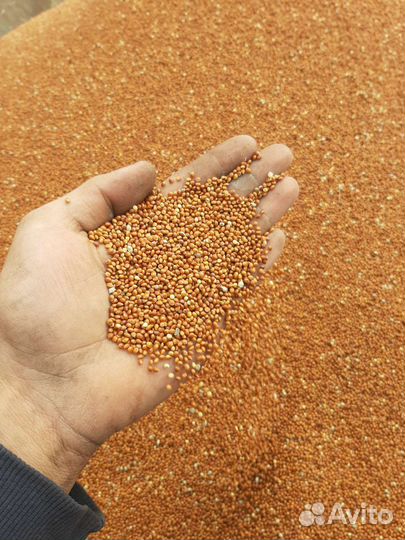 Просо красное