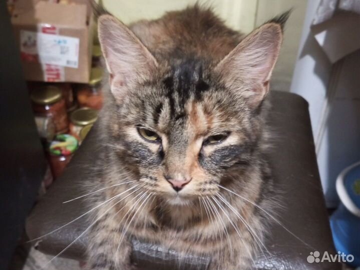 Кошки в добрые руки