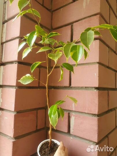 Фикусы бенджамина