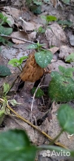 Весенний деликатес Сморчковая шапочка