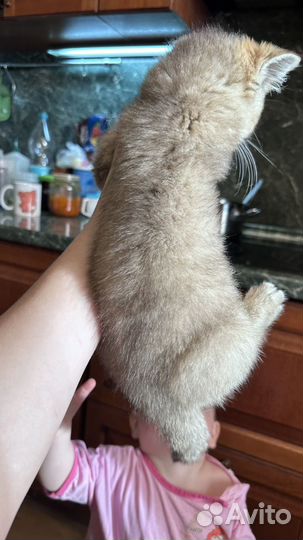 Британские котята 