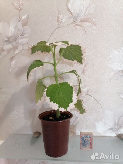 Плектрантусы, хамедорея, финиковая пальма