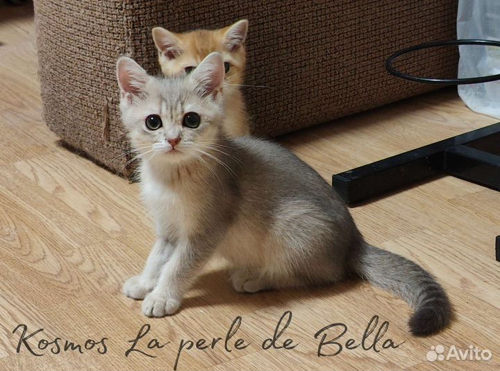 Котики-шилопопики в драгоценных окрасах