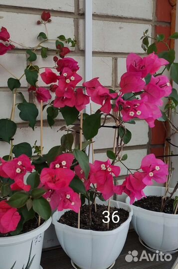 Бугенвиллия