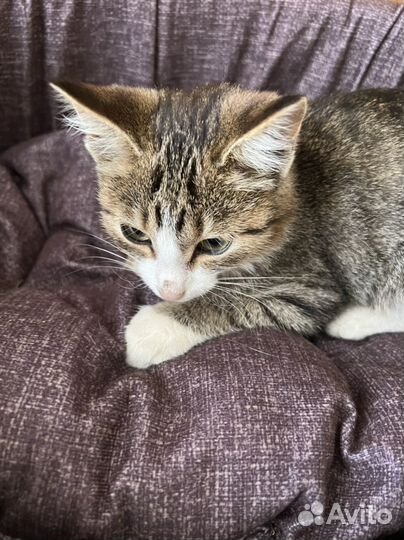 Европейская