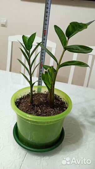 Замиокулькас