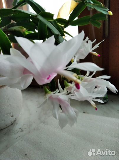 Продам шлюмбергеры /зигокактус, декабрист