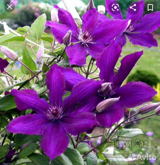Клематисы