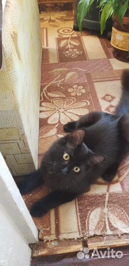 Молоденький котик ищет дом