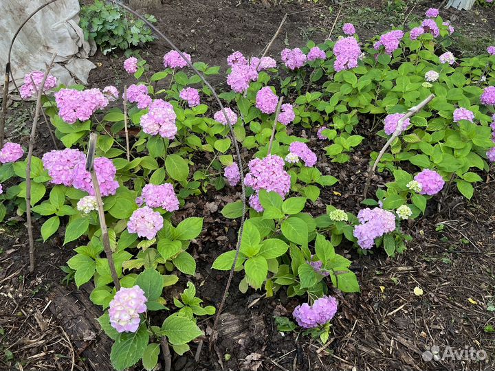 Крупнолистные гортензии