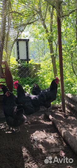 Петух джерсийский гигант